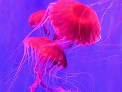 -海合安成都极地海洋公园
