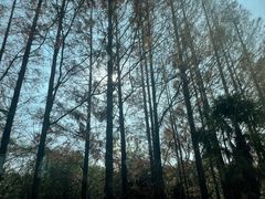 -上海海湾国家森林公园