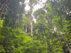 -西双版纳原始森林公园