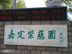 -嘉定紫藤园