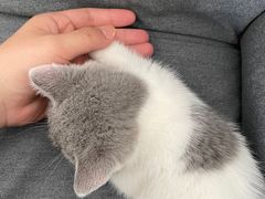 -lincat·猫舍(广州店)