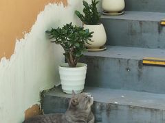 -猫岛主趣味餐厅(鼓浪屿店)