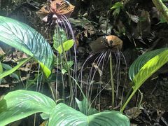 -西双版纳原始森林公园