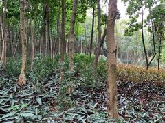 -云溪植物园