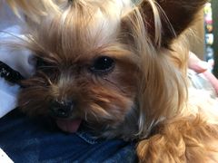 -百好乐宠物友好餐厅(朝外大街店)