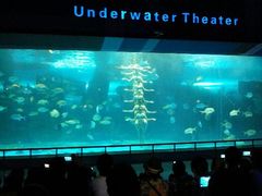 人鱼表演-泉城欧乐堡海洋极地世界