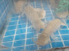 -宾朋海鲜特色美食餐厅·纯手工鲅鱼水饺(兴海路店)