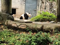 -都江堰中华大熊猫苑
