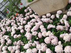 -石家庄市植物园
