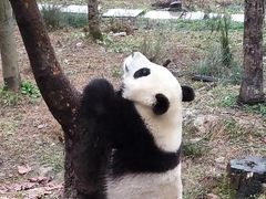 -中国大熊猫保护研究中心雅安碧峰峡基地