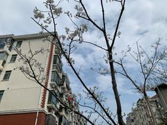-高东镇樱花园