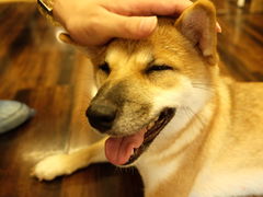 -豆柴町-柴犬主题狗咖(红鼎国际C座店)