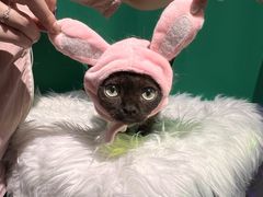-爱洗澡的猫(望京店)