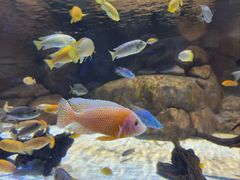 -上海海洋水族馆