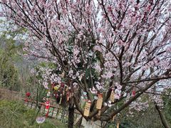 -南京老山国家森林公园