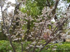 -长白岛森林公园