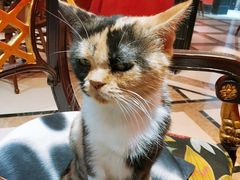 -猫色咖啡·猫咖