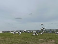 -盐城丹顶鹤湿地生态旅游区