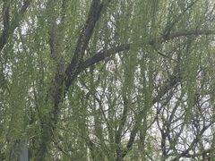 -泰丰公园