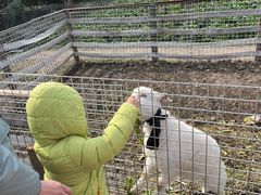 -小鱼草莓采摘园农家乐·小鱼餐厅