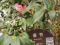 -金花茶公园