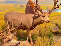 -陕西自然博物馆