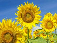 -Mr.Fruits水果先生(英蓝金融中心店)