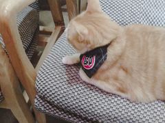 -猫咖时代(中山亭店)