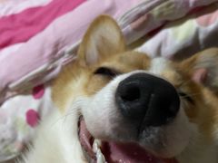 -爱诺耐芙动物医院(万博店)