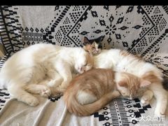 -平行世界·猫咖(首经贸店)