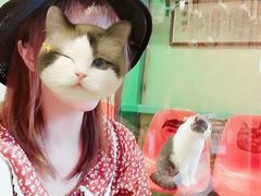 -猫咪博物馆(顶澳仔猫街店)