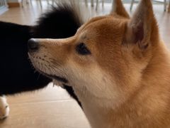 -南京Hallo宠物乐园·哈罗犬舍·柴犬繁育基地