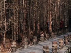 -桤木河湿地公园