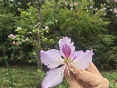 -九龙公园