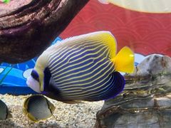 -烟台海昌鲸鲨海洋公园