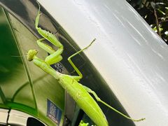 -广东惠东海龟国家级自然保护区