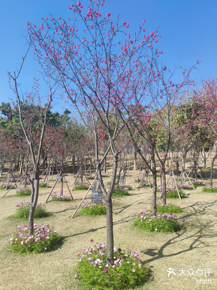 牛岗山公园樱花图片