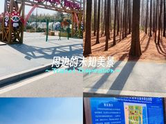 -日照海滨国家森林公园