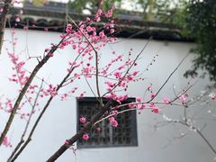 -上海醉白池公园