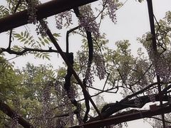 -嘉定紫藤园