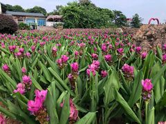 -松山湖梦幻百花洲