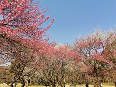 -杭州植物园
