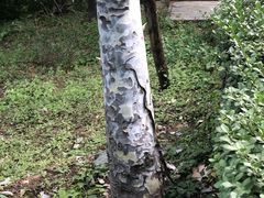 -北京鹫峰国家森林公园