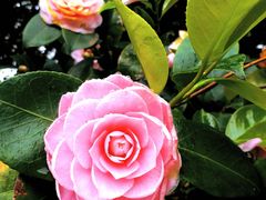 -墨尔本皇家植物园