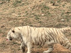 -石家庄市动物园