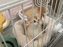 -翊宠yipet猫狗购宠庄园犬舍•猫舍