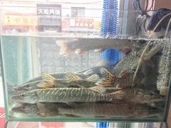 -煲来饱去冷水鱼