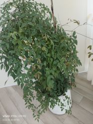 -HEYAN荷妍专业脱毛连锁机构