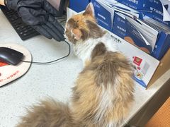 -瑞鹏宠物医院·普外科·影像科·皮肤科(城市山谷分院)