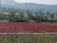 -羊亭河湿地公园